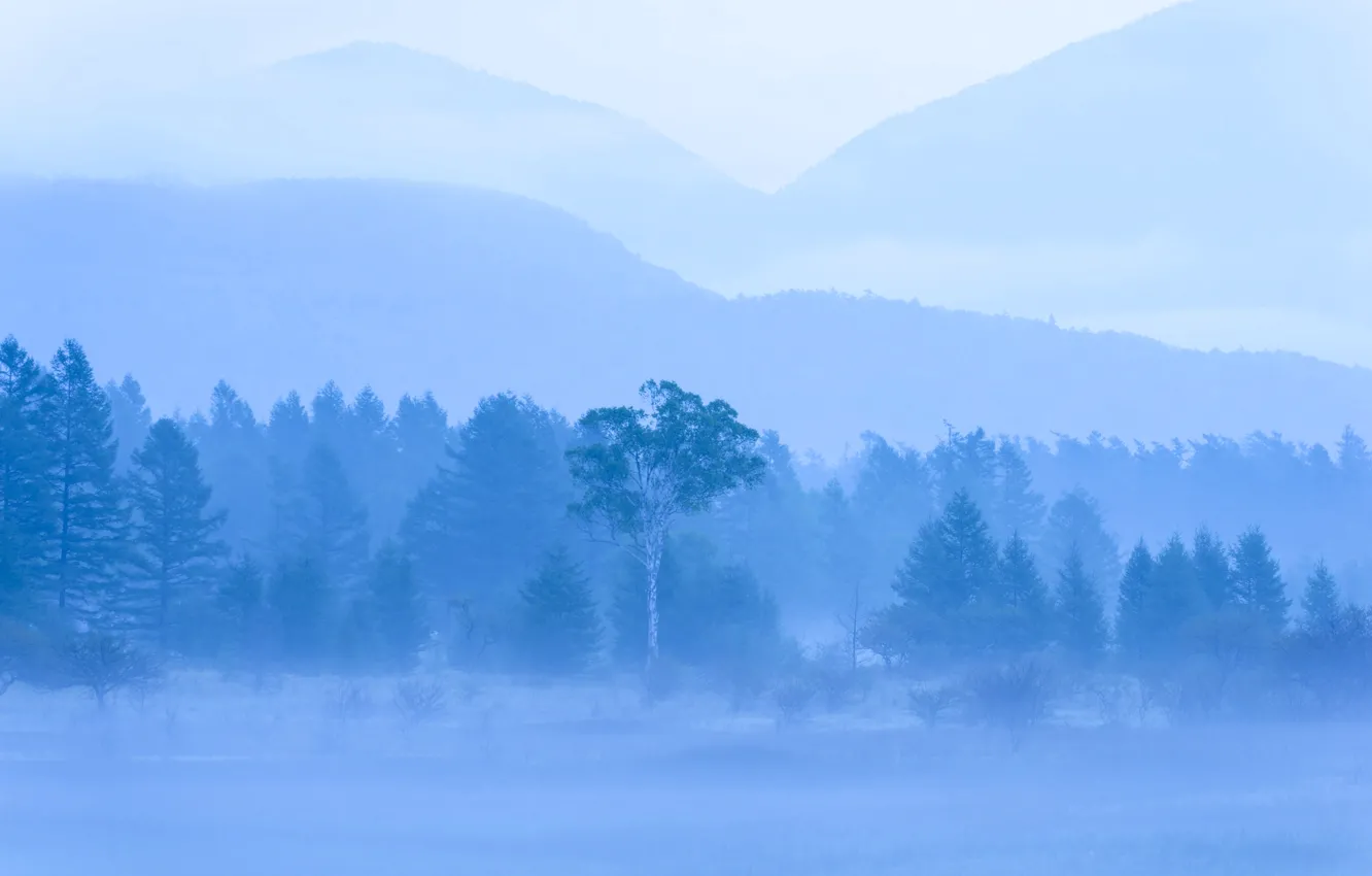 Фото обои деревья, горы, природа, туман, дымка