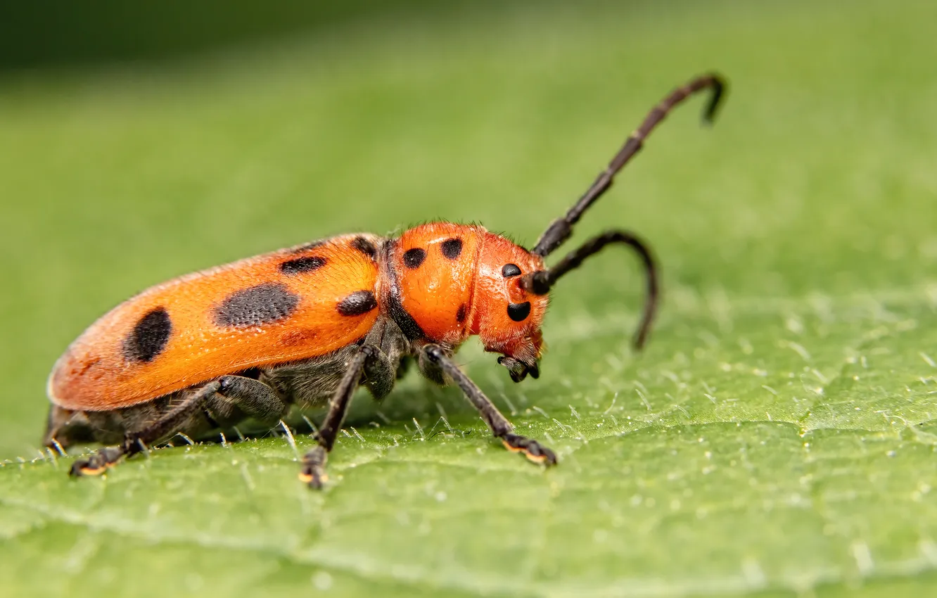 Фото обои green, orange, leaf, insect
