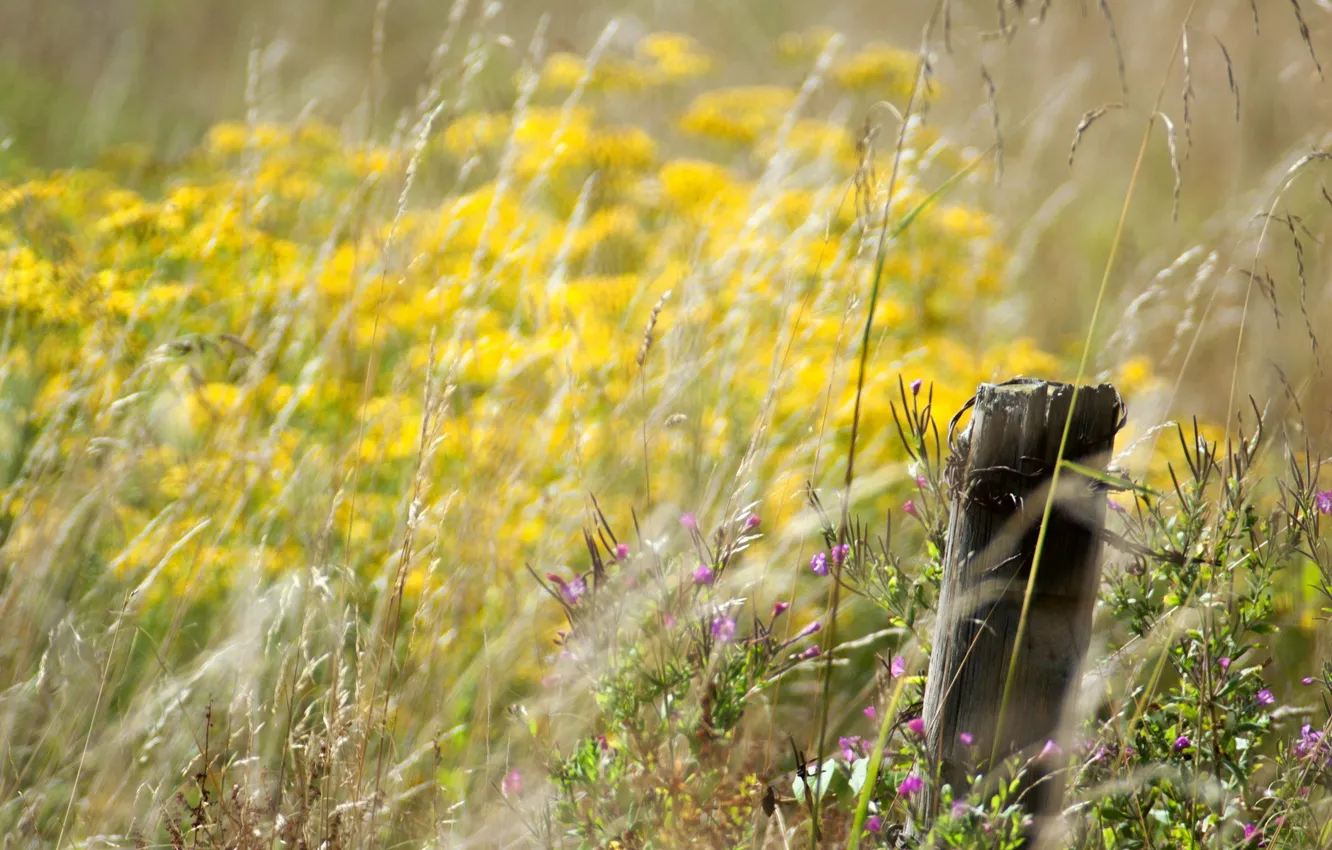 Фото обои flowers, bokeh, meadow