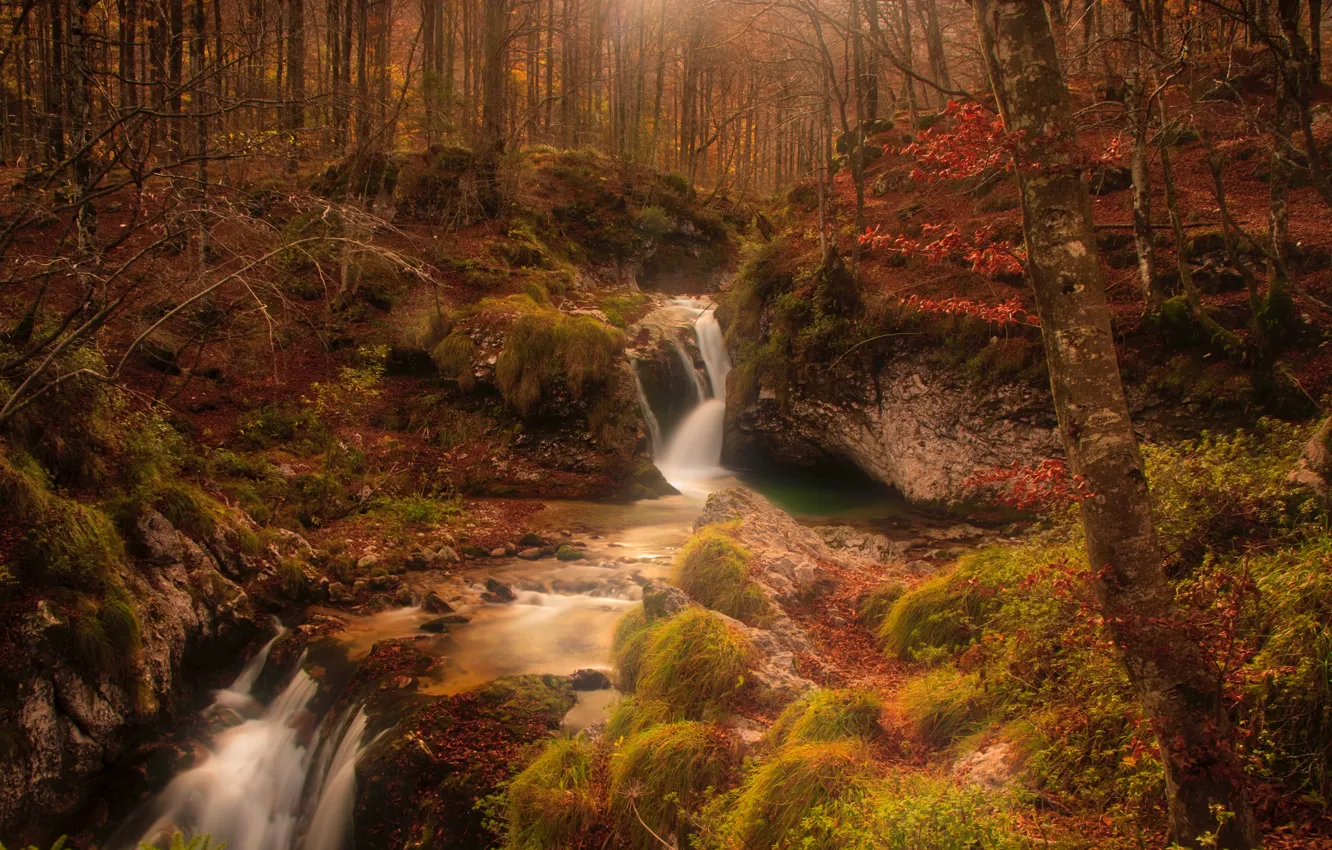 Фото обои осень, лес, деревья, ручей, камни, мох