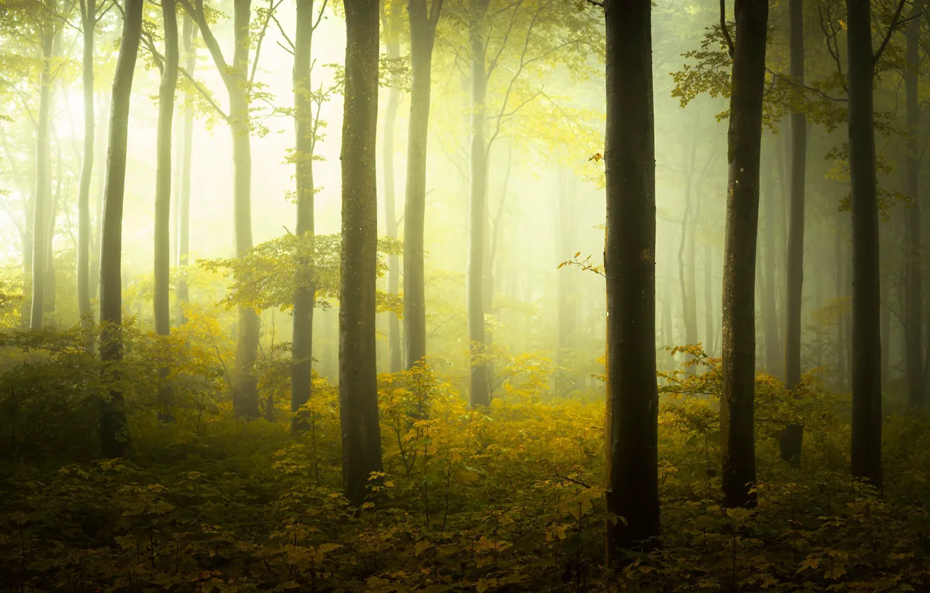 Фото обои осень, лес, деревья, ветки, туман, стволы, утро