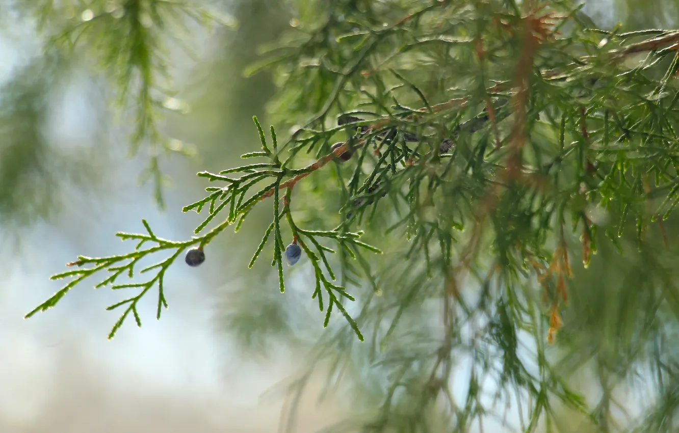 Фото обои green, twig, thuja