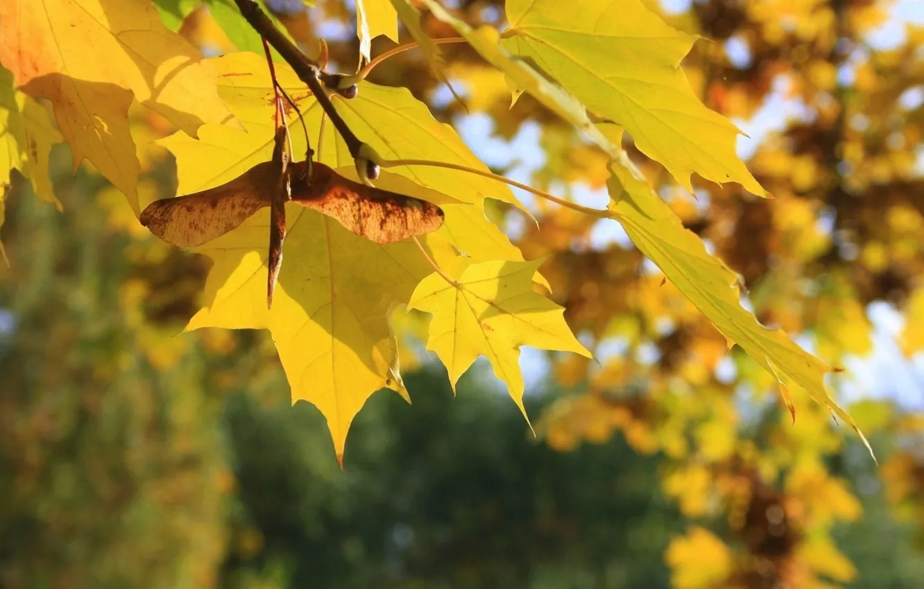 Фото обои осень, листья, лучи, свет, ветка, клён, солнышко