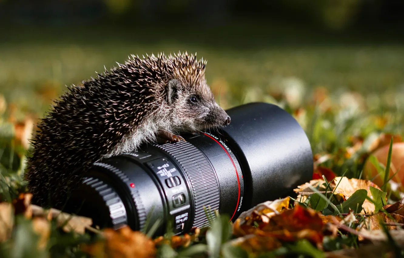 Фото обои осень, поляна, листва, фотоаппарат, объектив, ежик, ёжик, фотокамера