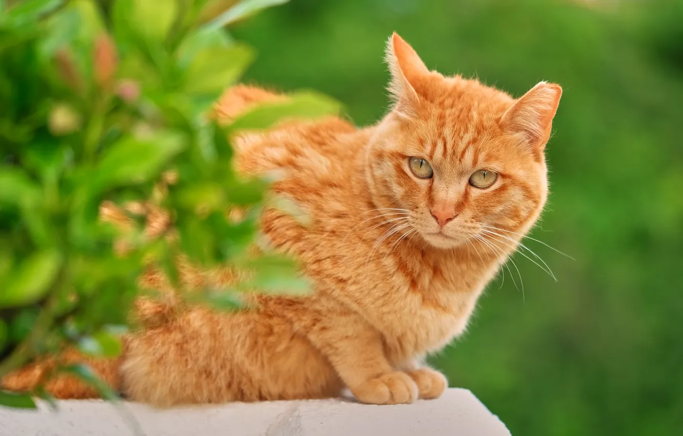Фото обои зелень, кошка, кот, взгляд, листья, ветки, природа, поза