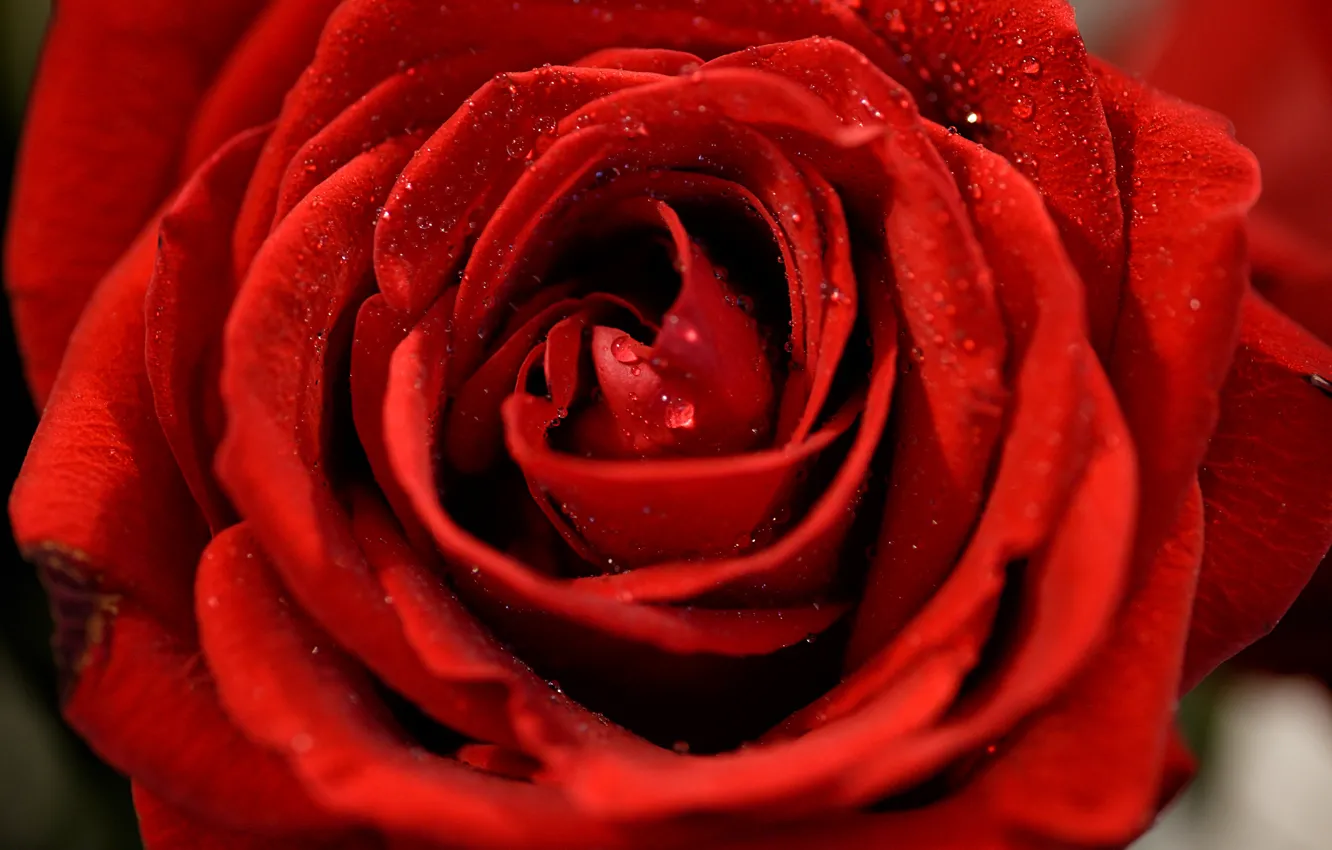 Фото обои капли, макро, роза, лепестки, бутон, красная роза
