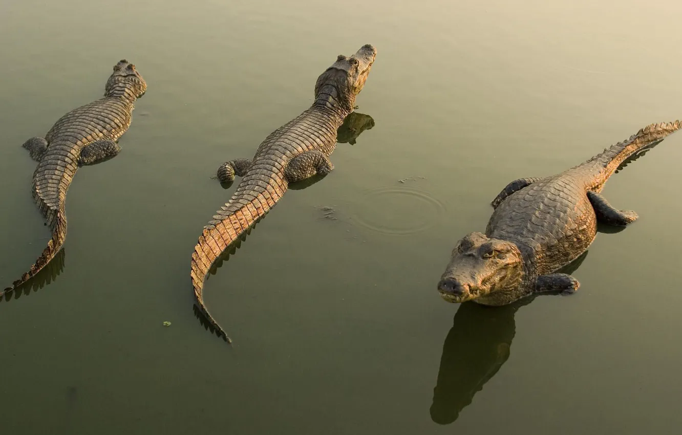 Фото обои вода, отражение, крокодилы, кайманы