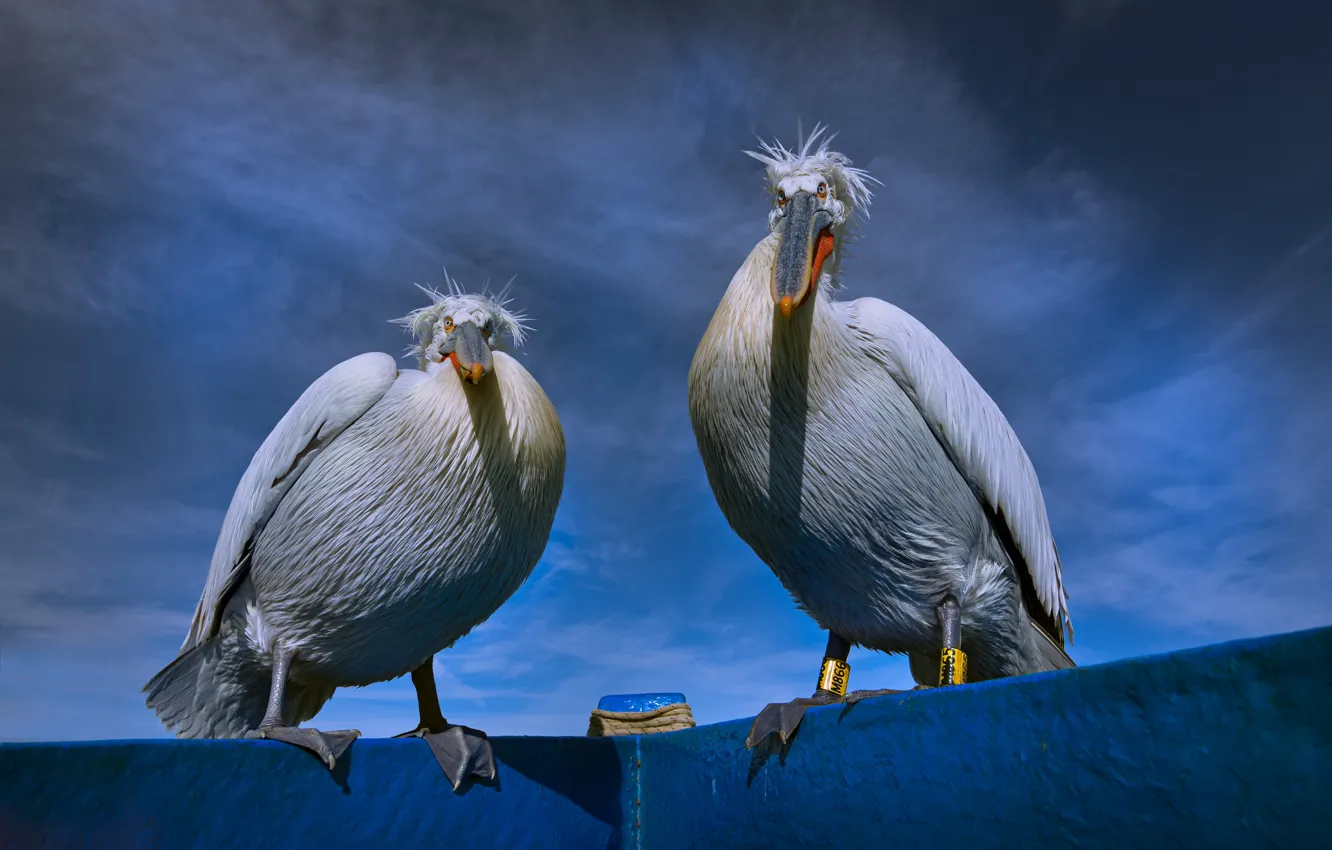 Фото обои небо, птицы, синева, пара, два, пеликаны, пеликан, две птицы