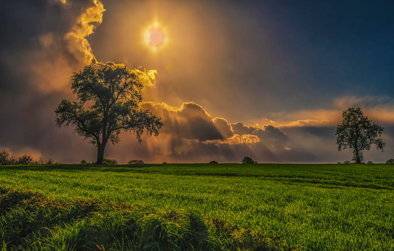 Фото обои поле, солнце, облака, лучи, дерево