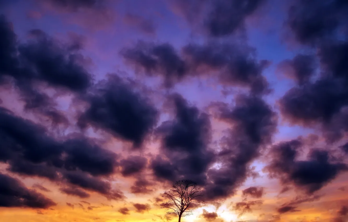 Фото обои небо, закат, дерево