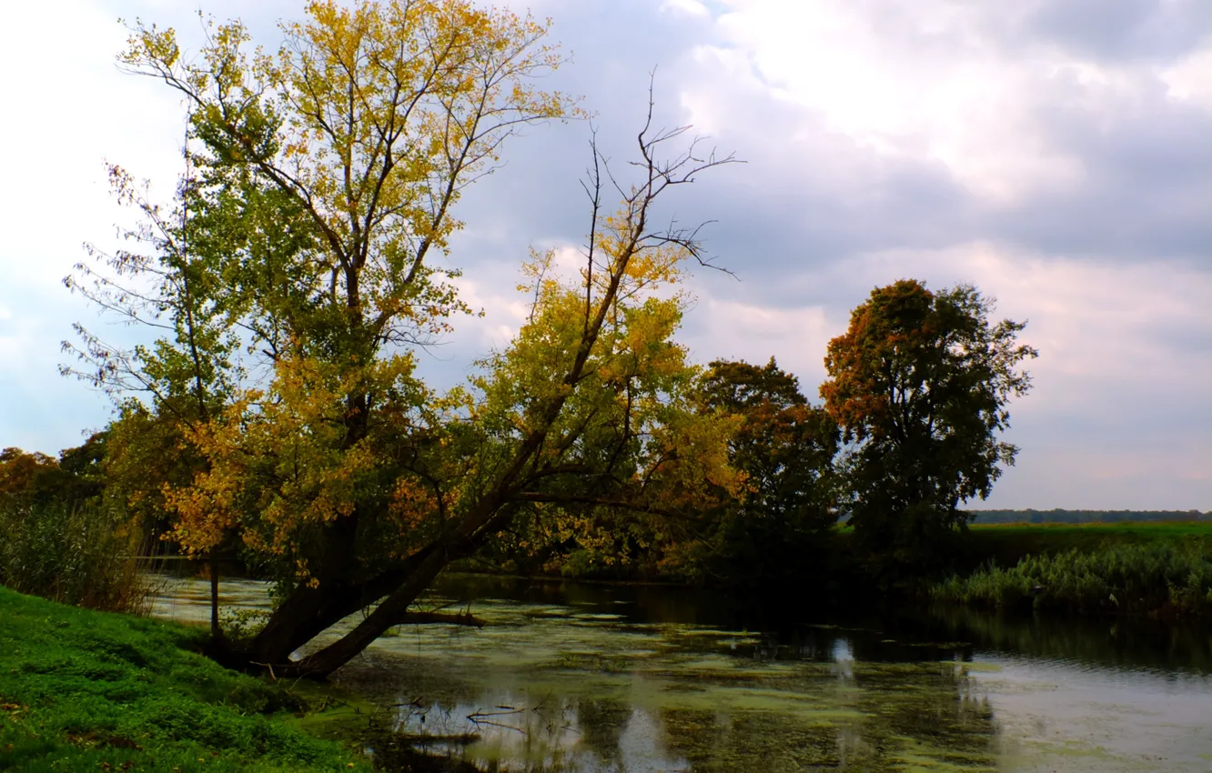 Фото обои green, river, nature, yellow, autumn