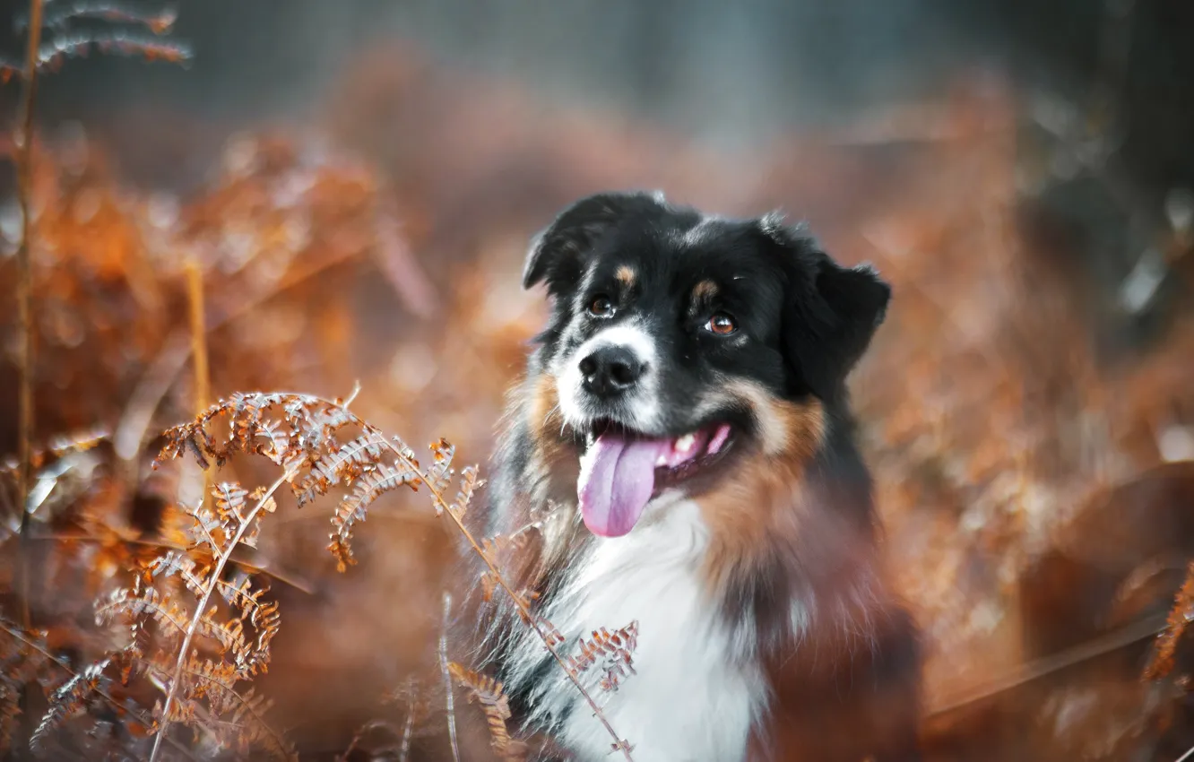 Фото обои язык, собака, боке, Австралийская овчарка, Аусси