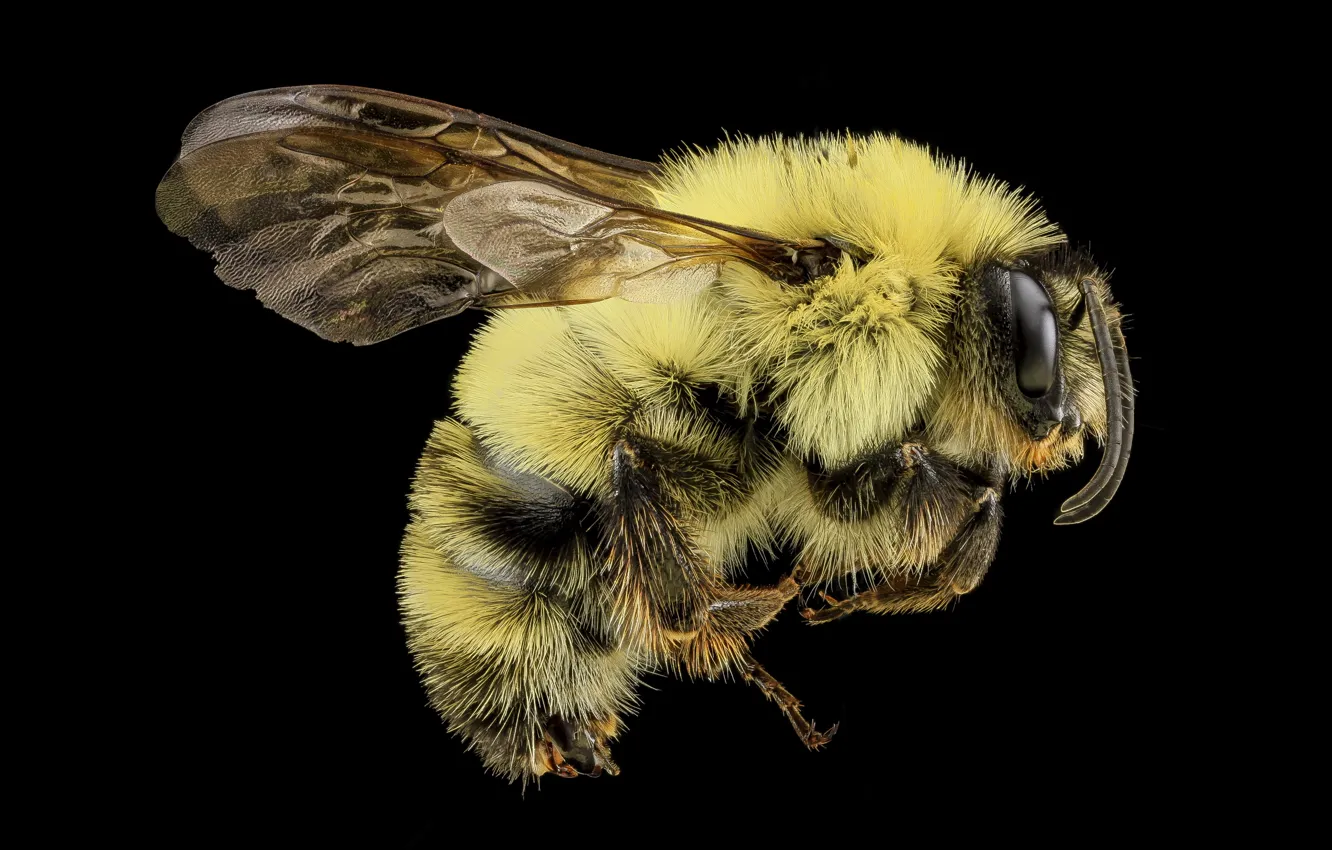 Фото обои природа, пчела, крылья, насекомое, bombus bimaculatus