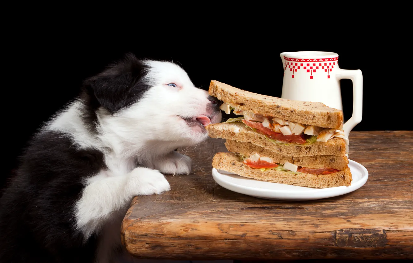 Фото обои еда, собака, бутерброд, вкусно, Dogs, Бордер-колли