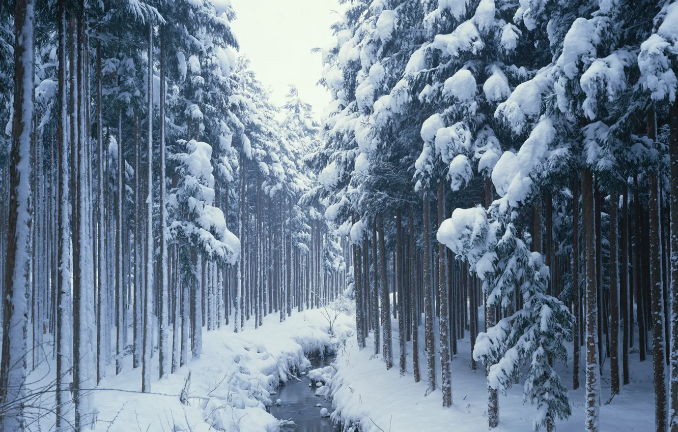 Фото обои снег, деревья, хвойные