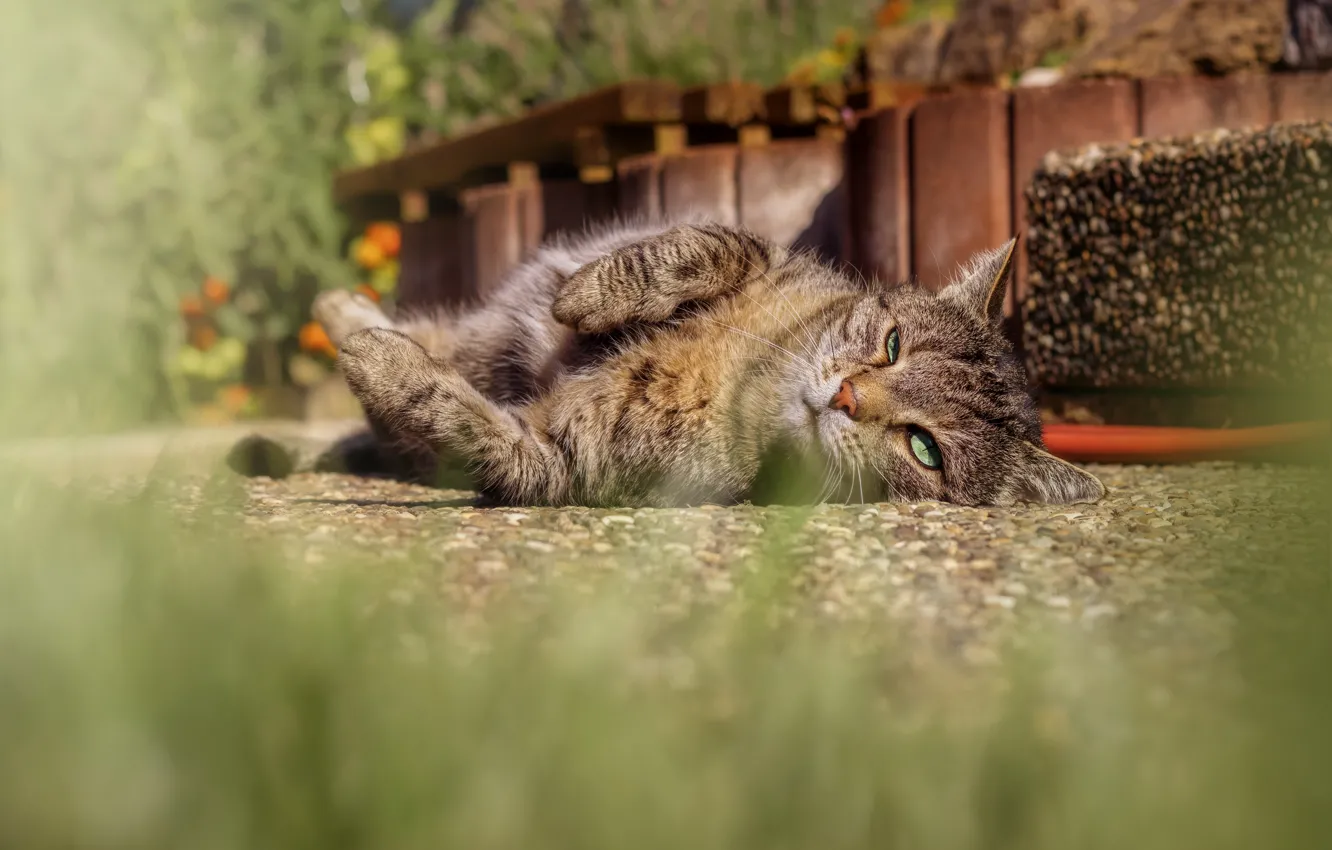 Фото обои кошка, кот, взгляд, морда, поза, камни, серый, сад