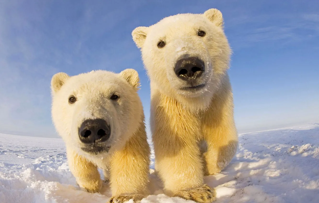 Фото обои небо, снег, медвежата, белый медведь, север