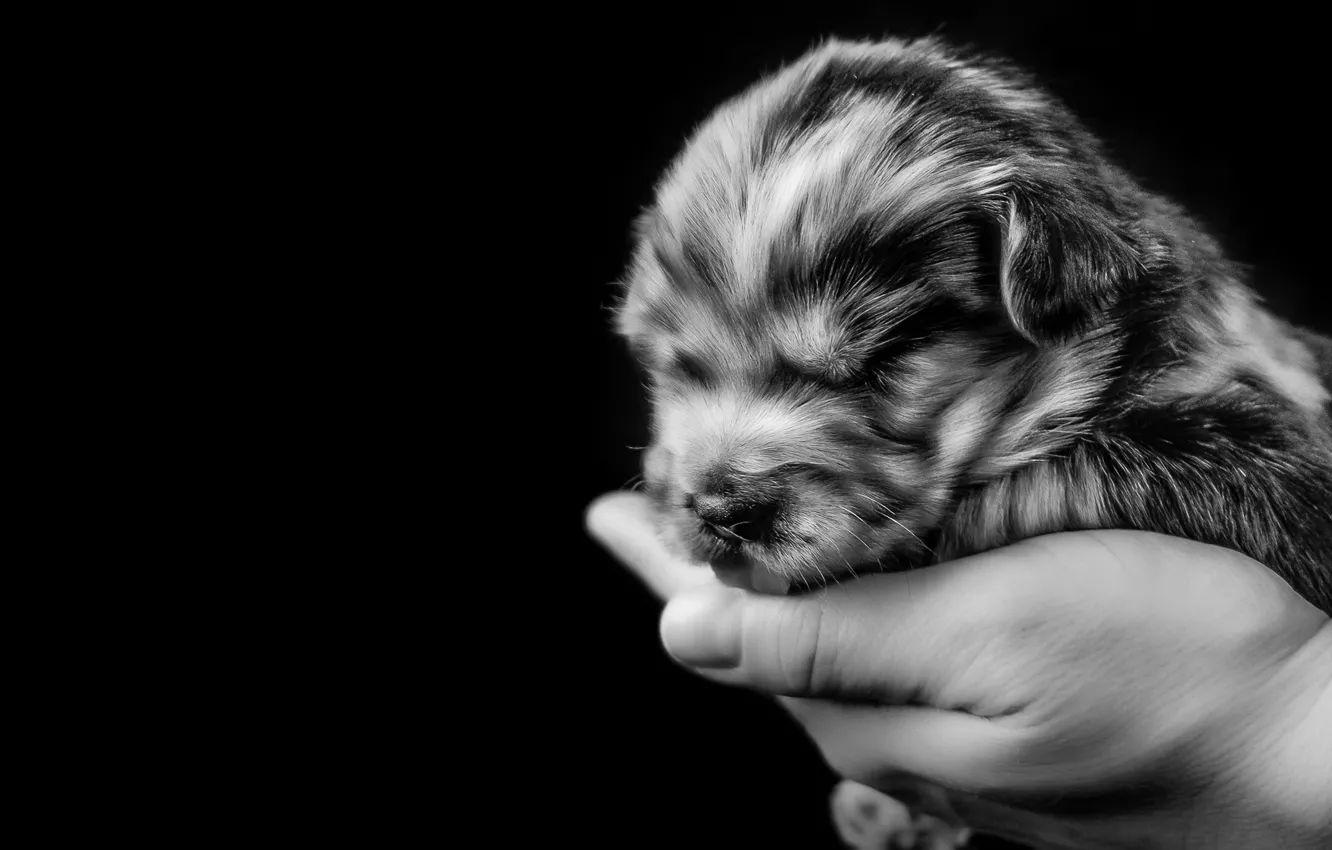Фото обои рука, собака, чёрно-белая, щенок, монохром, Пиренейская овчарка, малютка