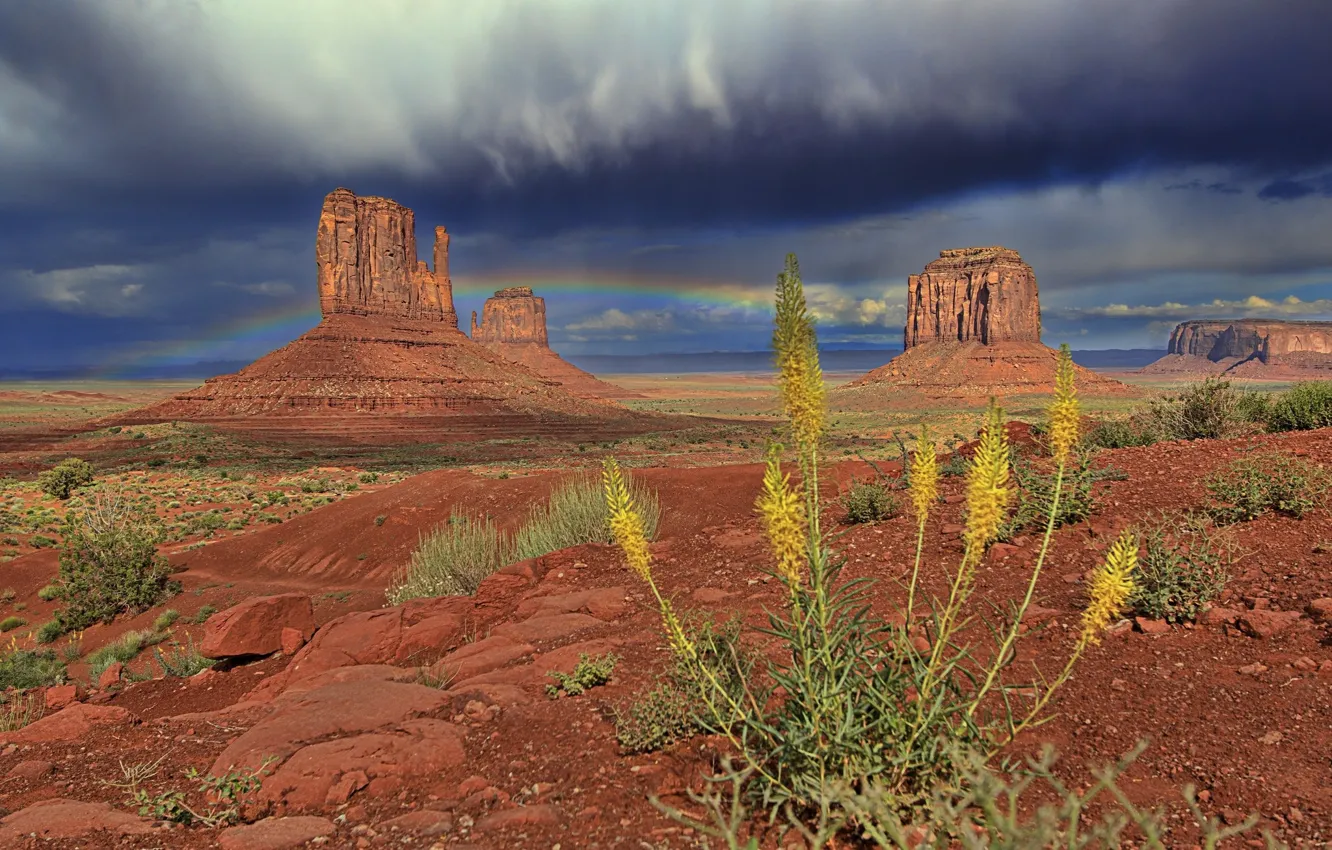 Фото обои цветы, природа, скалы, пустыня