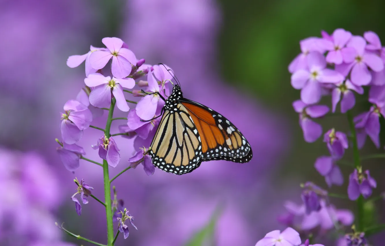 Фото обои макро, цветы, бабочка, Данаида монарх, Левкой