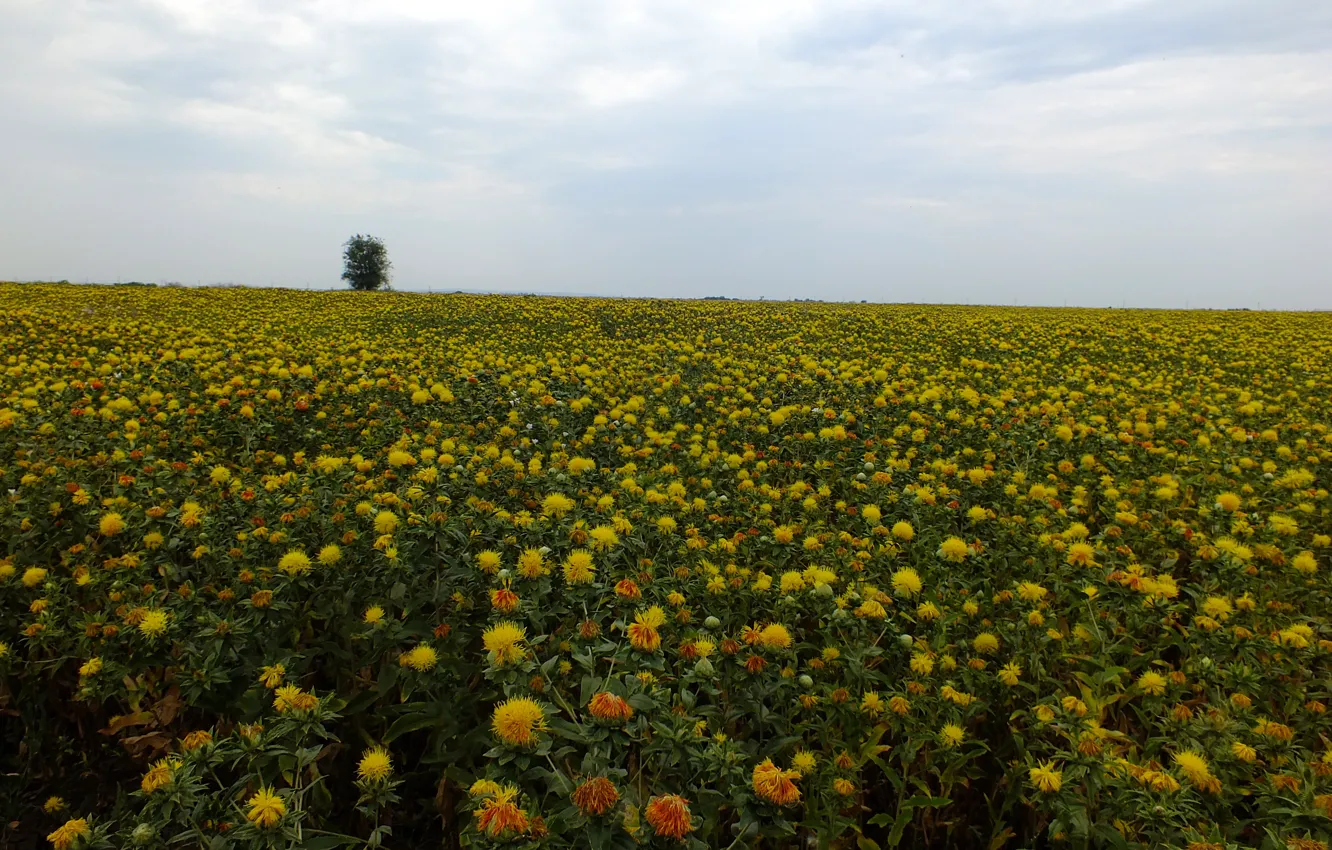 Фото обои поле, небо, цветы, желтый, дерево, Сафлор