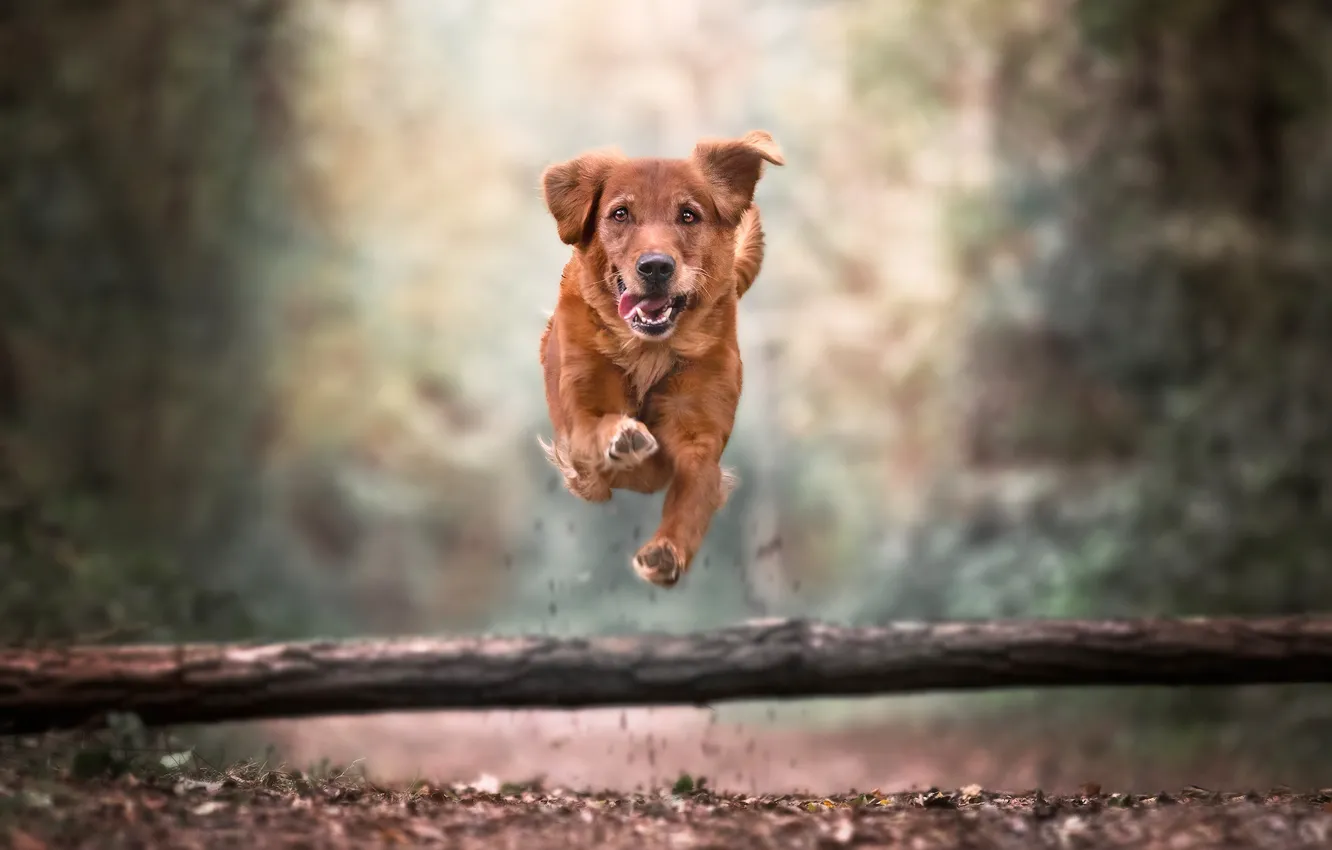 Фото обои прыжок, собака, прогулка, бревно, боке, Голден ретривер, Золотистый ретривер