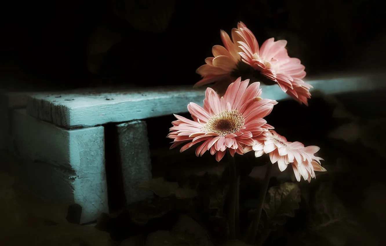 Фото обои цветы, природа, фон