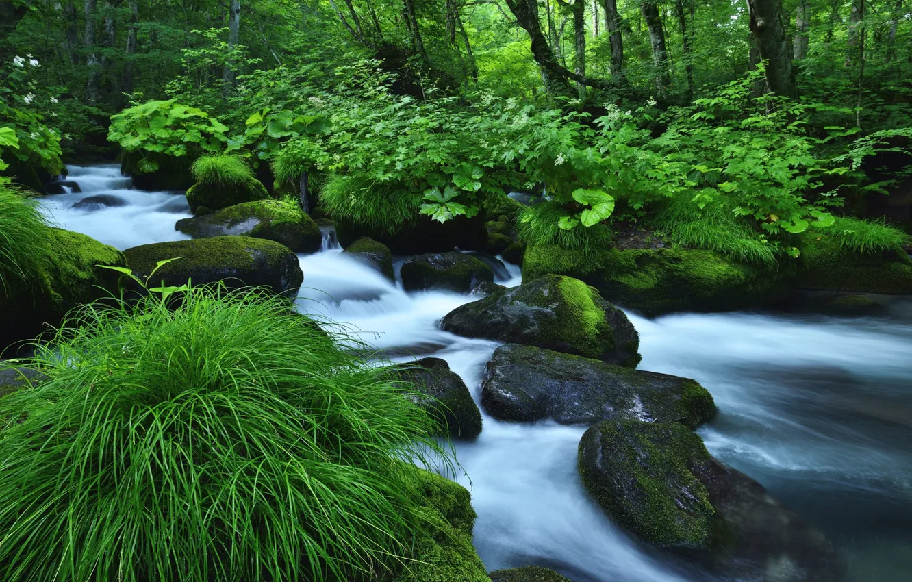 Фото обои зелень, трава, вода, деревья, ручей, камни, мох