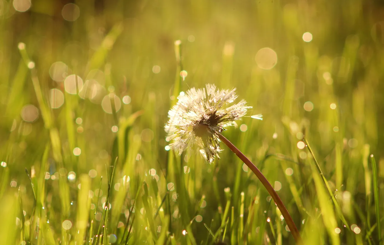 Фото обои flower, field, dandelion