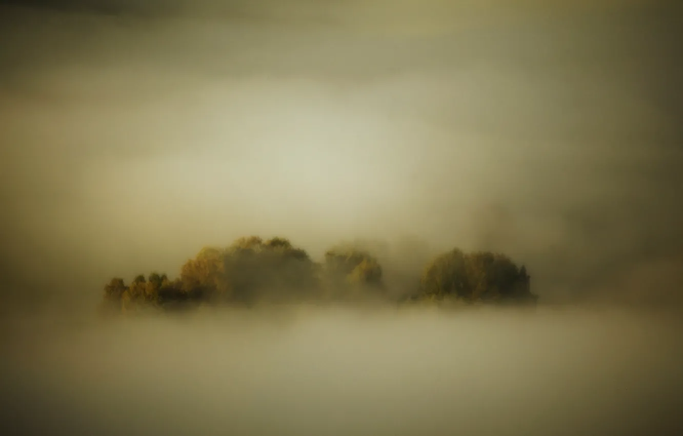Фото обои лес, деревья, туман, тень, forest, trees, холодное, fog