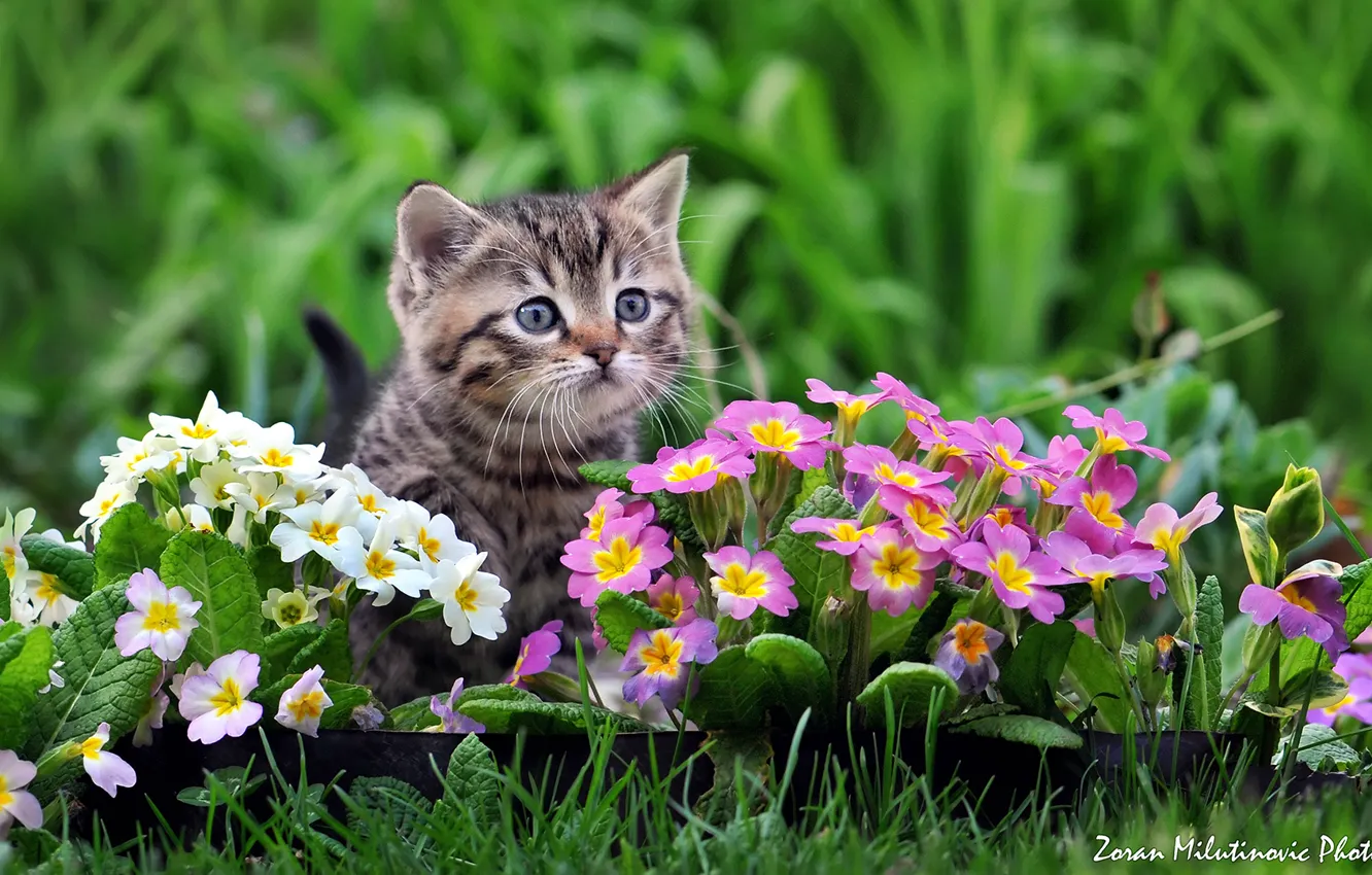 Фото обои цветы, малыш, котёнок, примула, by Zoran Milutinovic