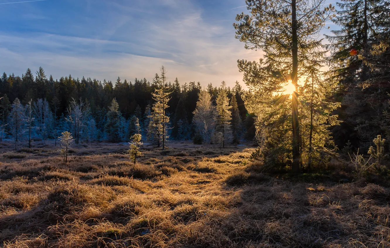 Фото обои осень, лес, солнце, облака, лучи, свет, деревья, ветки