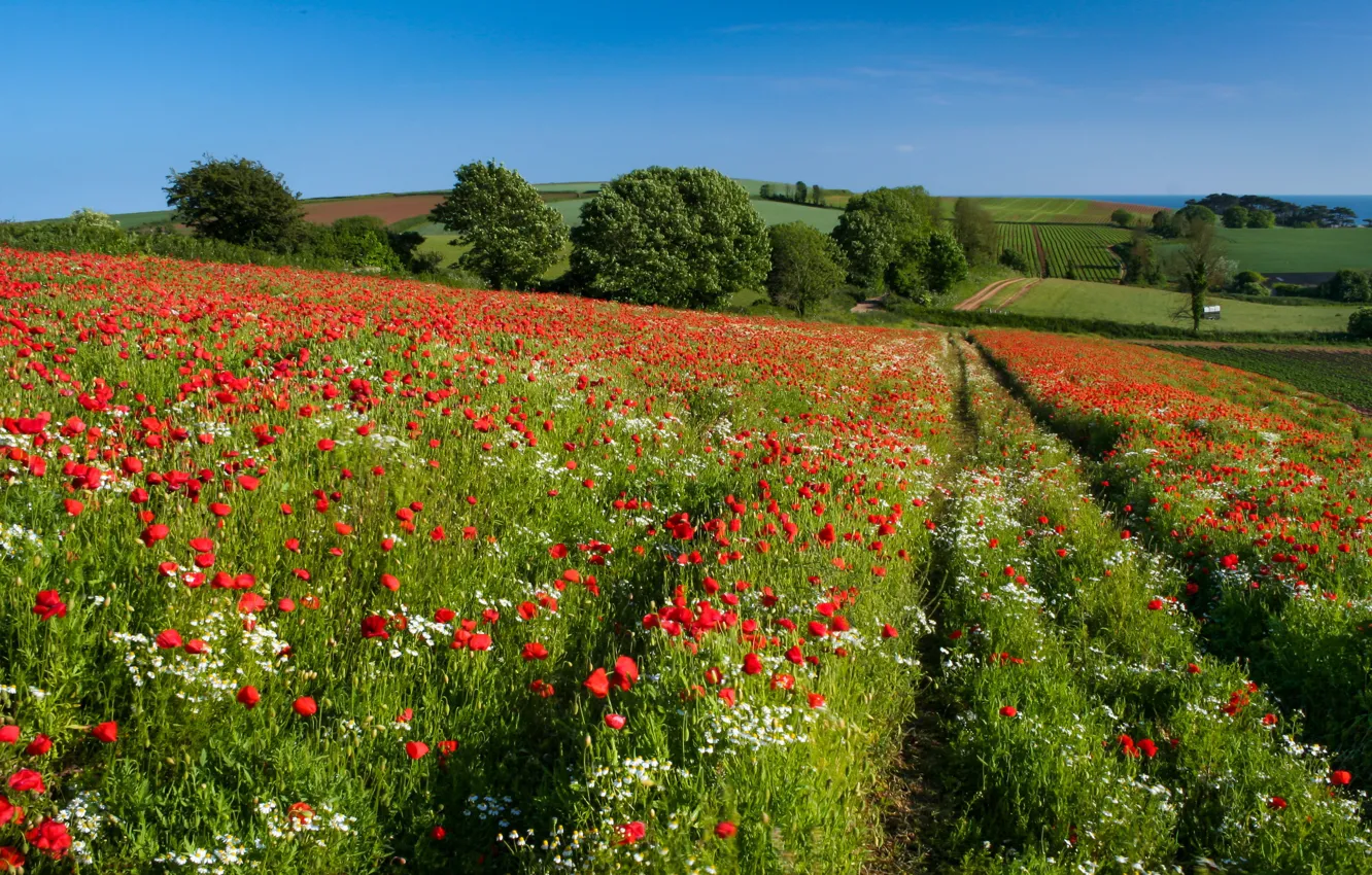 Фото обои дорога, зелень, поле, лето, небо, трава, деревья, цветы