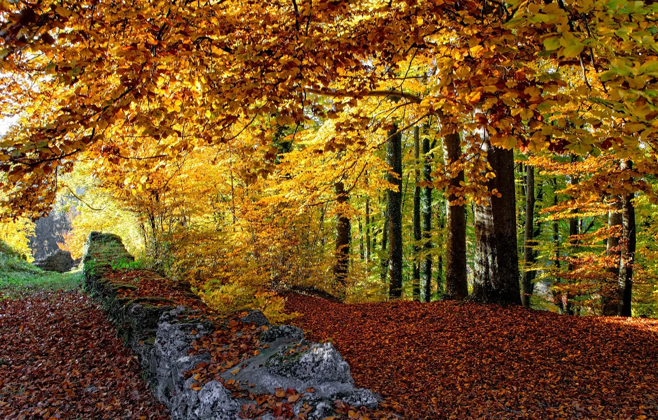Фото обои осень, лес, листья, деревья, стена, забор, Швейцария, Burghalden