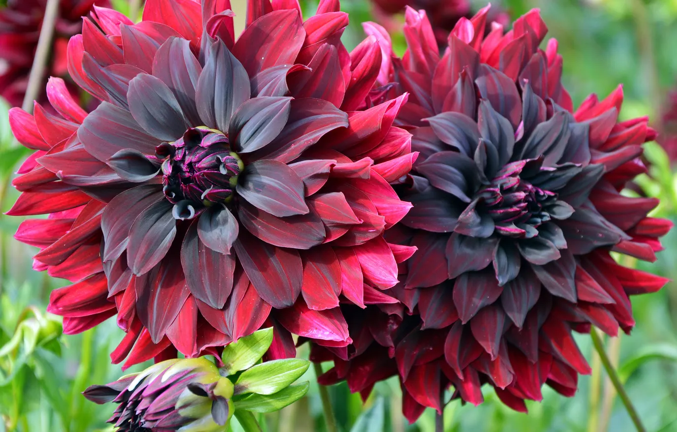 Фото обои цветы, красный, фото, бордовый, георгины