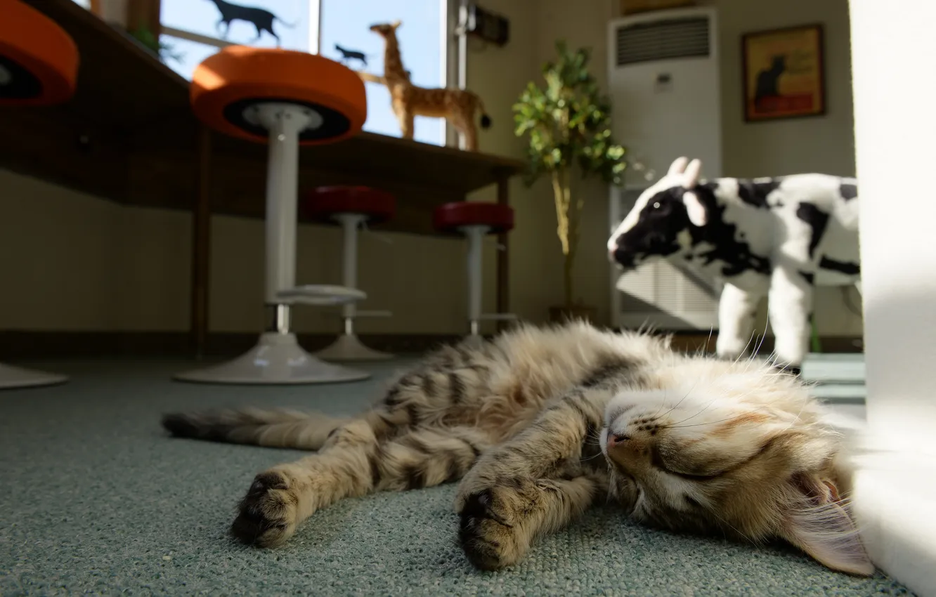 Фото обои кошка, кот, комната, сон, спит, лежа