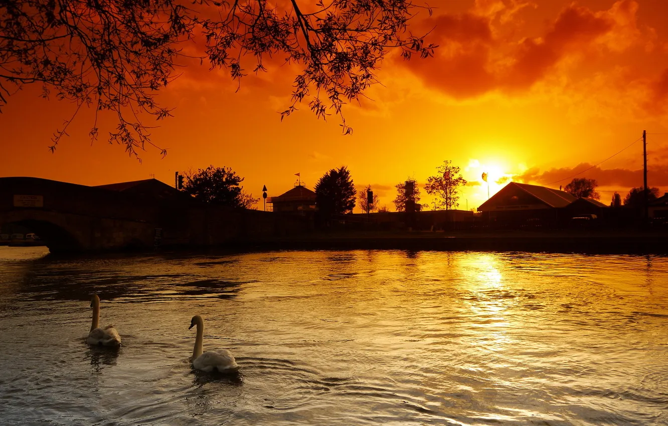 Фото обои закат, озеро, лебеди