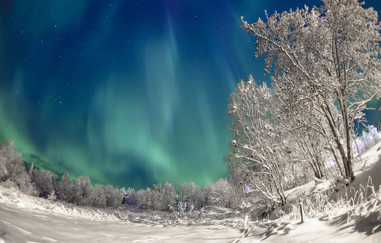 Фото обои зима, небо, снег, деревья, ночь, сияние, северное