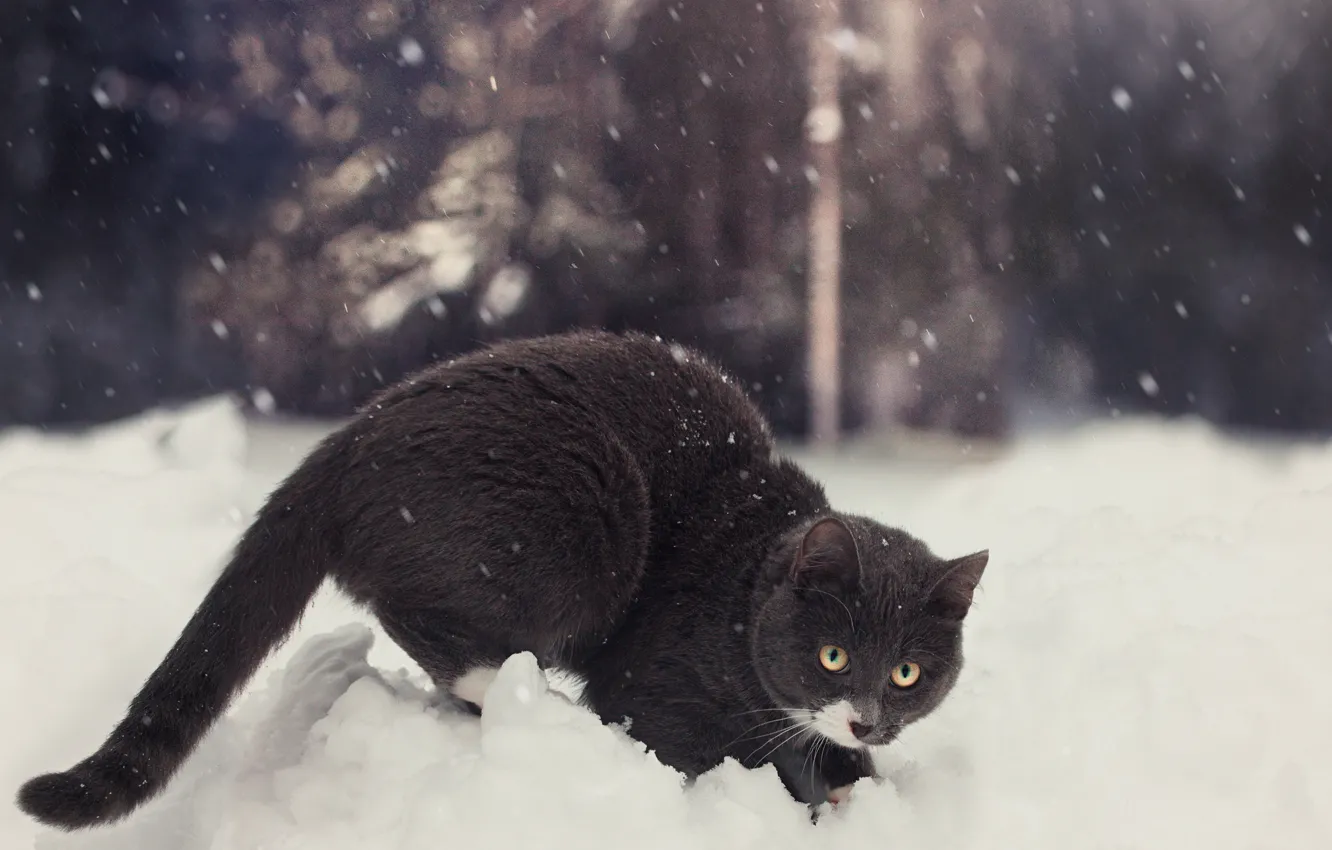 Фото обои зима, кот, снег, by Thunderi
