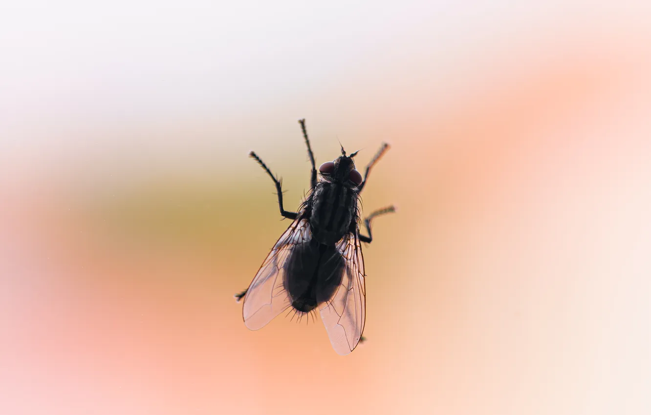 Фото обои glass, fly, window