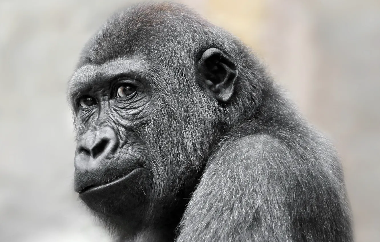 Фото обои взгляд, обезьяна, Gorilla