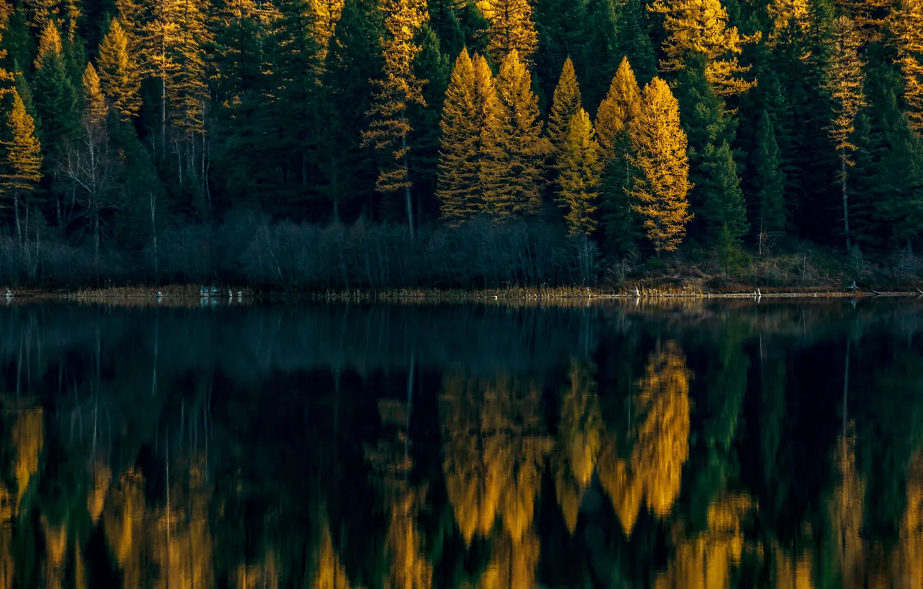 Фото обои осень, лес, вода, отражение, берег, ели, водоем, водная гладь
