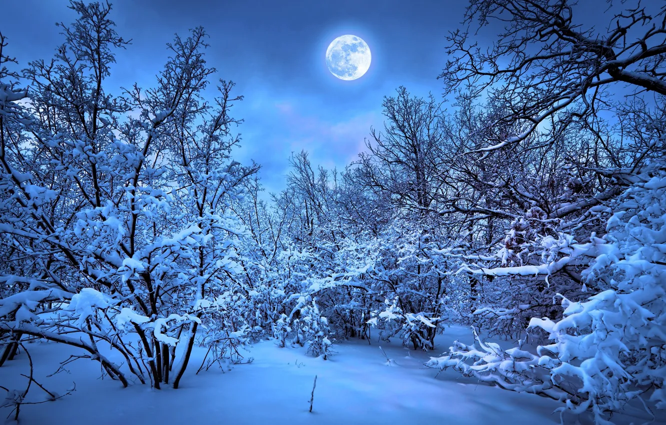 Фото обои зима, лес, луна