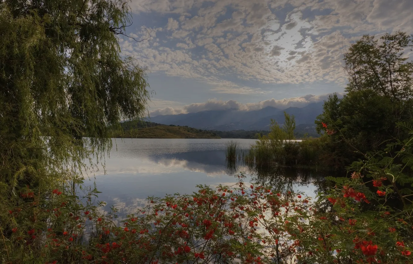 Фото обои облака, деревья, озеро, кусты