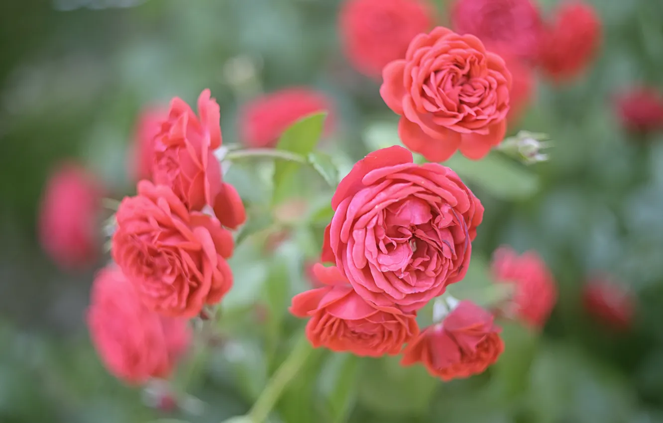 Фото обои куст, розы, сад