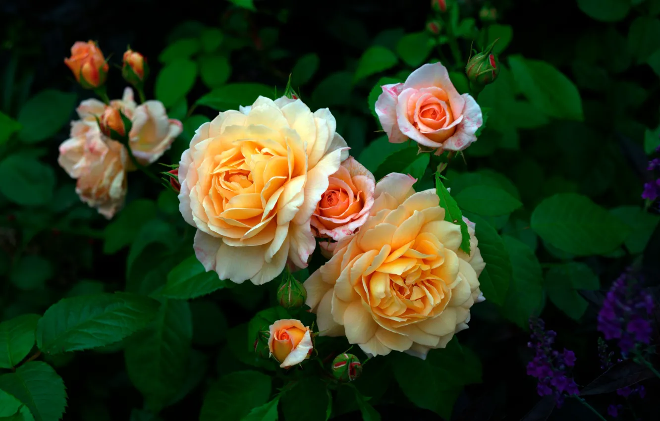 Фото обои цветы, куст, розы