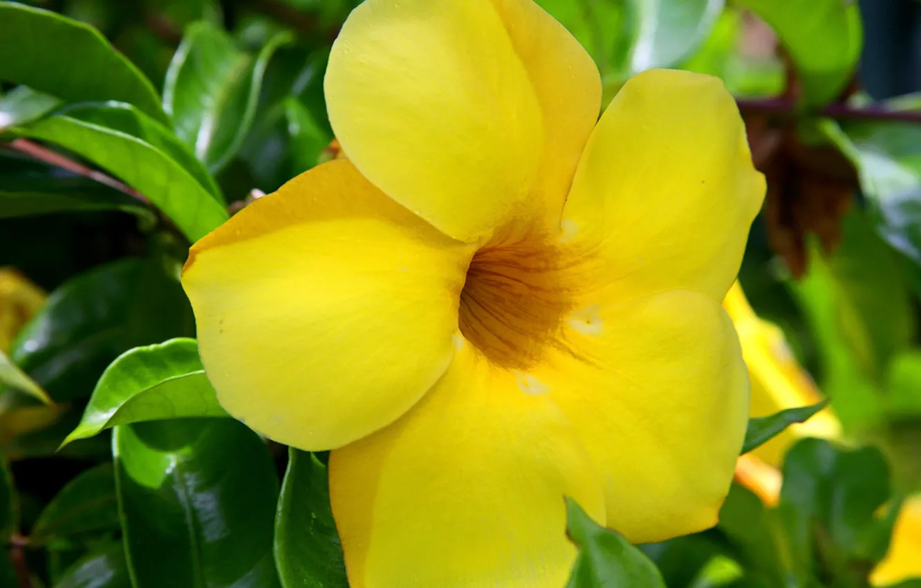 Фото обои green, yellow, flowers, hawaii