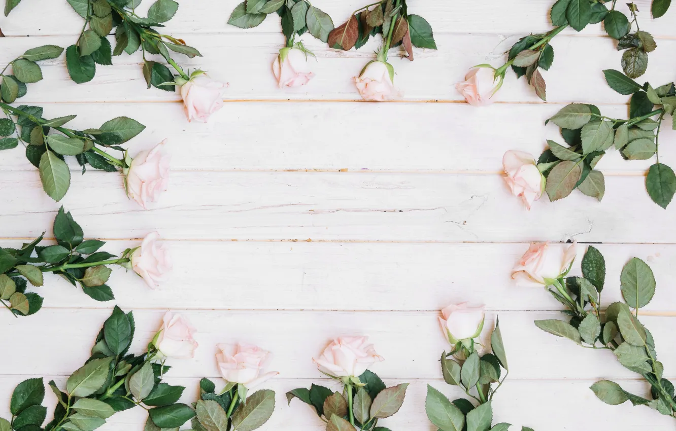 Фото обои цветы, розы, бутоны