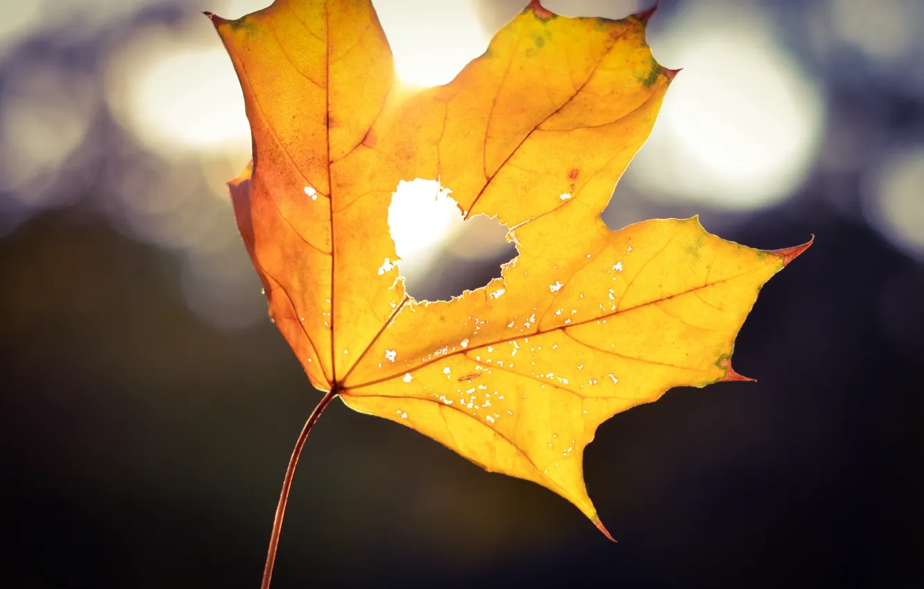 Фото обои осень, свет, желтый, лист, сердце, сердечко, боке, кленовый