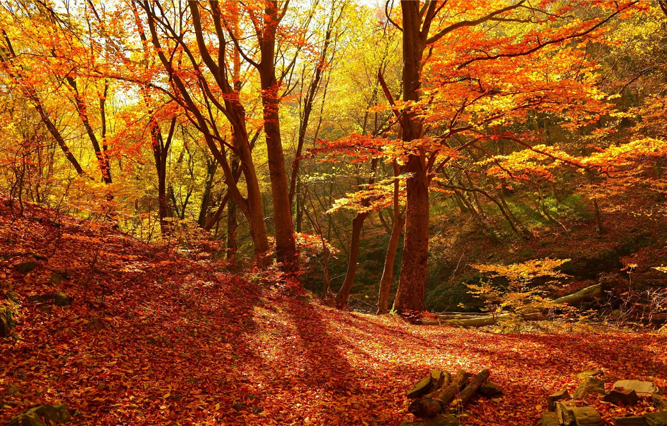 Фото обои Осень, Лес, Fall, Листва, Autumn, Colors, Forest, Trees